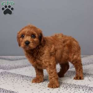 Oliver, Cavapoo Puppy